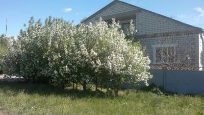 Лот: 2818081. Фото: 1. Дом в Алтайском крае + магазин... Дома