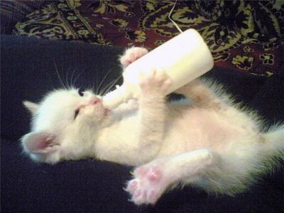 Лот: 7350156. Фото: 1. нужна смесь молочная с рождения... Кошки, котята