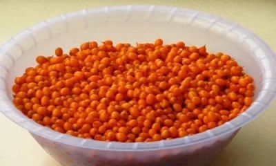 Лот: 10658566. Фото: 1. облепиха ведро 10л. Ягоды, орехи