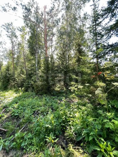 Лот: 25623365. Фото: 1. участок , дачный потребительский... Земельные участки