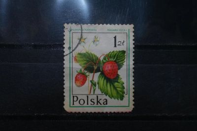 Лот: 3961295. Фото: 1. марка 15 Польша флора. Марки