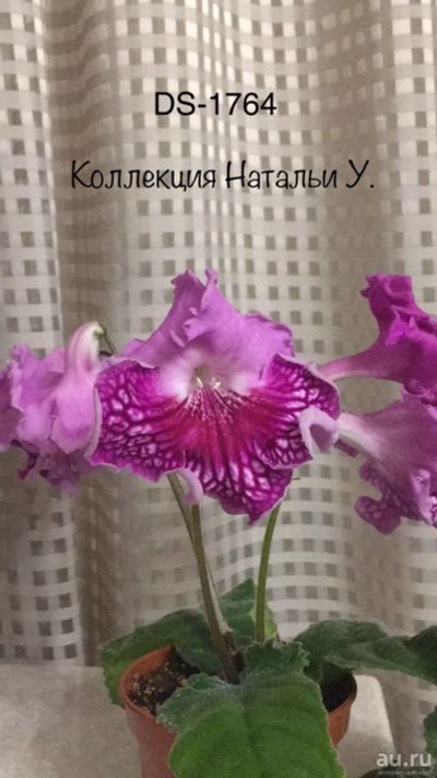 Лот: 15299866. Фото: 1. Стрептокарпус DS-1764 (детка... Горшечные растения и комнатные цветы