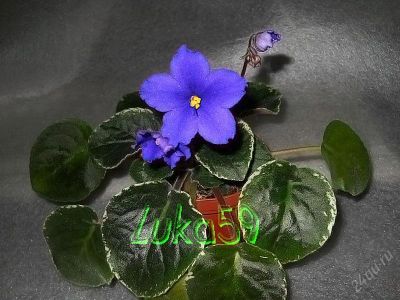 Лот: 1747349. Фото: 1. Фиалка. цветы синие, пестрая розетка... Горшечные растения и комнатные цветы