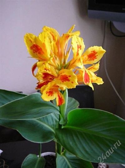 Лот: 844808. Фото: 1. канна. Горшечные растения и комнатные цветы