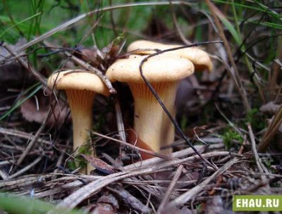 Лот: 5838737. Фото: 1. грибы лисички. Грибы