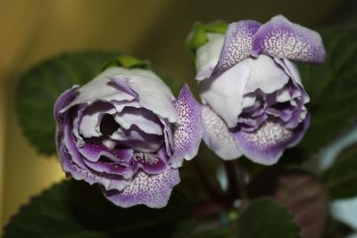 Лот: 4287522. Фото: 1. Глоксиния махровая (зацветает). Горшечные растения и комнатные цветы