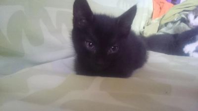 Лот: 9814403. Фото: 1. Котята. Кошки, котята