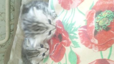 Лот: 12742616. Фото: 1. Британцы. Кошки, котята