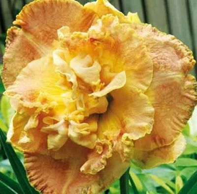 Лот: 11069503. Фото: 1. Лилейник Натурес Кроун (Hemerocallis... Садовые цветы