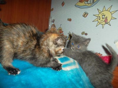 Лот: 4694878. Фото: 1. отдам забавных котят. Кошки, котята