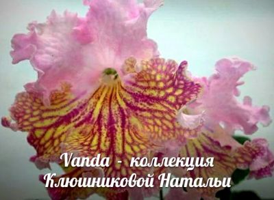 Лот: 10860174. Фото: 1. Стрептокарпус Vanda ( детка). Горшечные растения и комнатные цветы