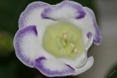 Лот: 2968592. Фото: 1. Глоксиния 39 (цветет). Горшечные растения и комнатные цветы