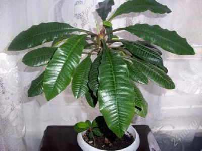 Лот: 1640902. Фото: 1. Отросток молочая с рубля !!! Уже... Горшечные растения и комнатные цветы