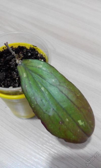 Лот: 5639585. Фото: 1. хойя эритрина (Hoya erythrina). Горшечные растения и комнатные цветы