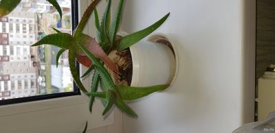 Лот: 13797663. Фото: 1. Алоэ. Горшечные растения и комнатные цветы