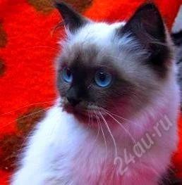 Лот: 2795580. Фото: 1. Отдам Сиамскую кошечку. Кошки, котята