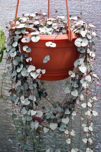 Лот: 12038766. Фото: 1. Церопегия Вуда (Ceropegia woodii... Горшечные растения и комнатные цветы