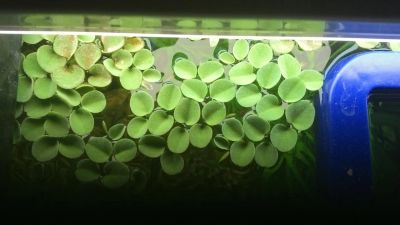 Лот: 7126453. Фото: 1. Сальвиния salvinia-natans. Водные растения