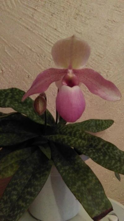 Лот: 7373925. Фото: 1. Орхидея Башмачок (Пафиопедилум... Горшечные растения и комнатные цветы