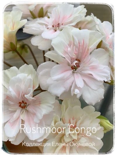 Лот: 19447148. Фото: 1. Пеларгония Rushmoor Congo. Горшечные растения и комнатные цветы