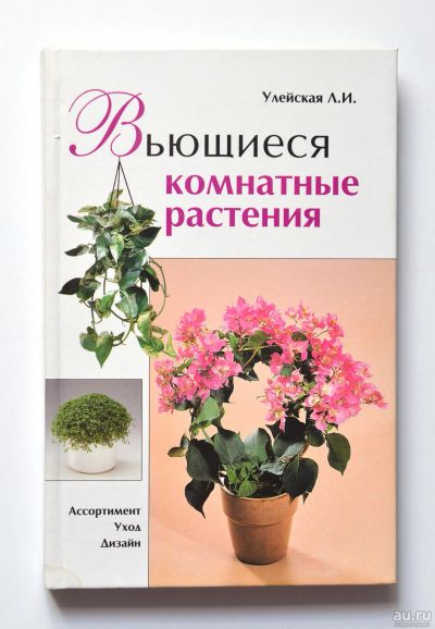 Лот: 15183948. Фото: 1. Вьющиеся комнатные растения: Ассортимент... Сад, огород, цветы