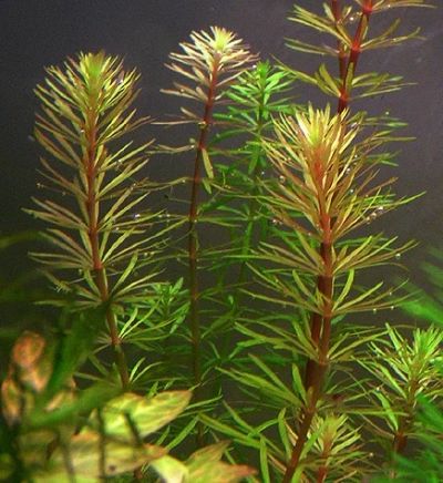 Лот: 3994417. Фото: 1. Rotala sp. Bangladesh. Водные растения