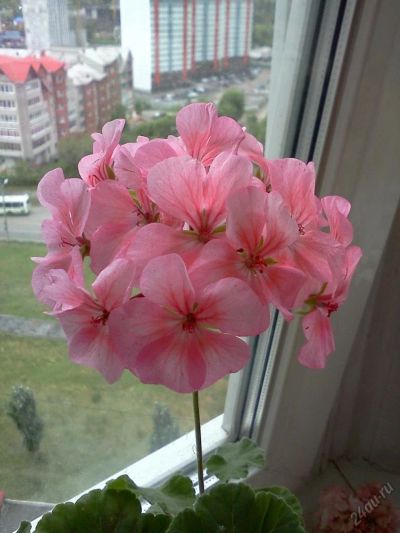 Лот: 5796403. Фото: 1. Герань (пеларгония) лососевая... Горшечные растения и комнатные цветы