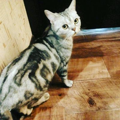 Лот: 11846005. Фото: 1. Кошечка. Кошки, котята