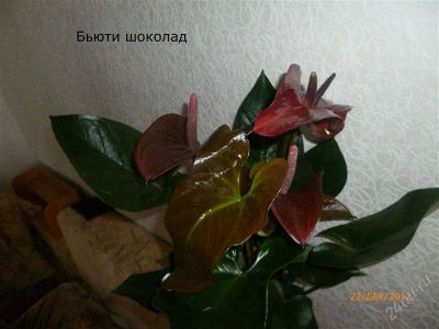 Лот: 2890082. Фото: 1. Антуриум Бьюти шоколад. Горшечные растения и комнатные цветы