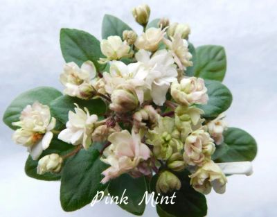 Лот: 8504048. Фото: 1. Мини фиалка Pink Mint(лист). Горшечные растения и комнатные цветы