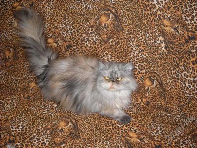 Лот: 556780. Фото: 1. Отдам в добрые руки персидскую... Остальные животные