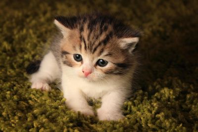 Лот: 6511302. Фото: 1. Породистый шотландец почти даром... Кошки, котята