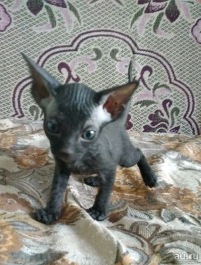 Лот: 13402145. Фото: 1. Котенок сфинкс. Кошки, котята