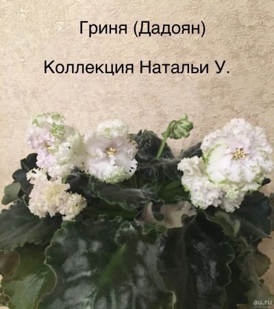 Лот: 15390644. Фото: 1. Фиалка Гриня (Дадоян)-взрослое... Горшечные растения и комнатные цветы