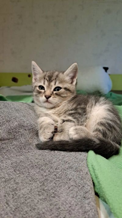Лот: 25361980. Фото: 1. Котенок. Кошки, котята