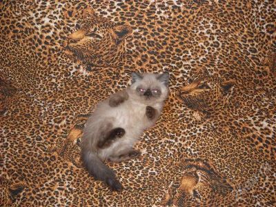 Лот: 556756. Фото: 1. Персидские котята колор-пойнты... Остальные животные