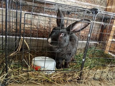 Лот: 25889991. Фото: 1. Кролики. Корма