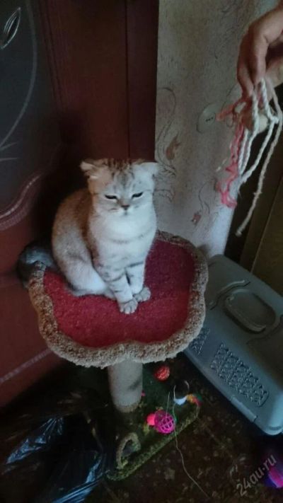 Лот: 5745442. Фото: 1. Шотландская вислоухая в хорошие... Кошки, котята