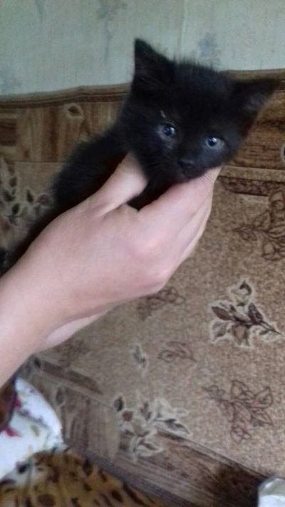 Лот: 14703777. Фото: 1. Котёнок, котята. Сказали усыпят... Кошки, котята