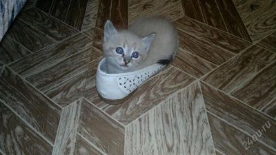 Лот: 2413732. Фото: 1. котенок. Кошки, котята