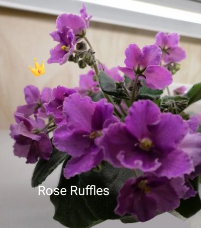 Лот: 16706466. Фото: 1. Фиалка Rose Ruffles лист. Горшечные растения и комнатные цветы