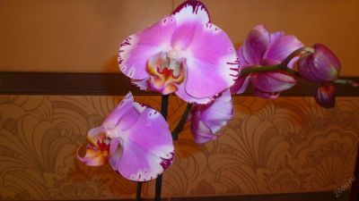 Лот: 5614458. Фото: 1. Орхидея фаленопсис F41. Горшечные растения и комнатные цветы