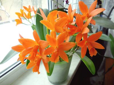 Лот: 16138590. Фото: 1. Орхидея Каттлея Blc.Young-Min... Горшечные растения и комнатные цветы
