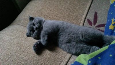 Лот: 5706067. Фото: 1. Шотландский вислоухий котенок... Кошки, котята