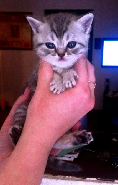 Лот: 7044857. Фото: 1. Шотландская девочка. Кошки, котята