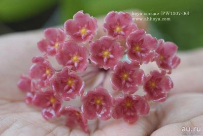 Лот: 13617323. Фото: 1. Хойя Hoya siariae pink. Горшечные растения и комнатные цветы