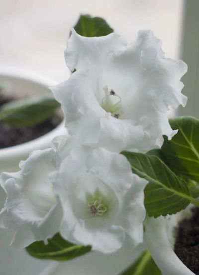 Лот: 3963886. Фото: 1. Глоксиния "Белый жемчуг", лист. Горшечные растения и комнатные цветы