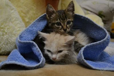 Лот: 2291286. Фото: 1. Котята. Кошки, котята