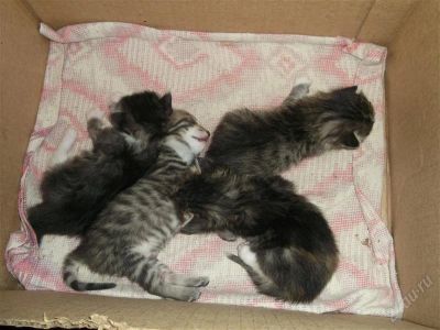 Лот: 2006835. Фото: 1. Котята. Кошки, котята