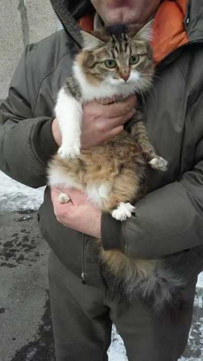 Лот: 7090819. Фото: 1. Кошка. Кошки, котята
